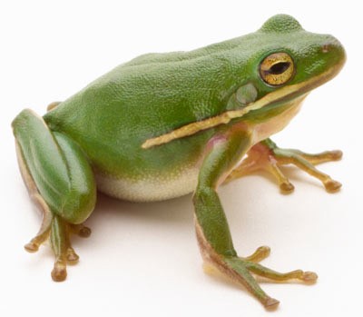 mandukasana - la grenouille